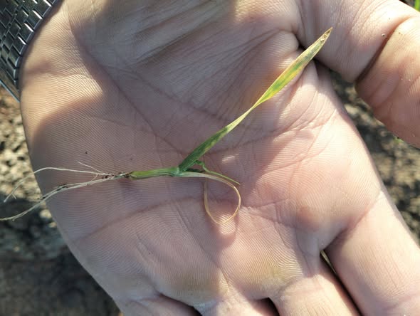 السلام عليكم ورحمة الله وبركاته ممكن تشخيص المرض والعلاج